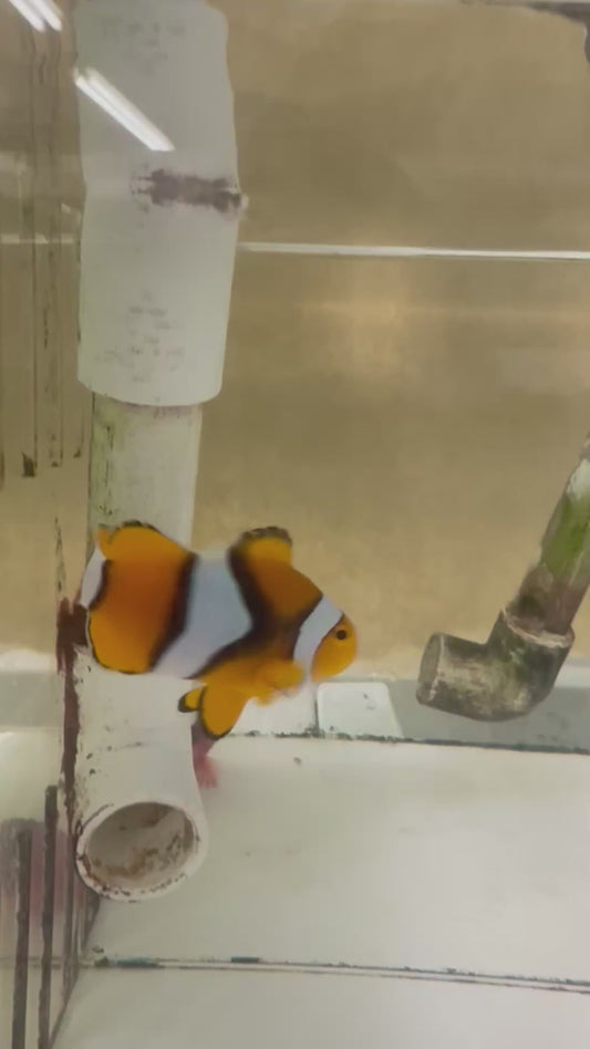 True Percula Clownfish Pair-Solomon Island #6