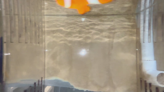 True Percula Clownfish Pair-Solomon Island #1