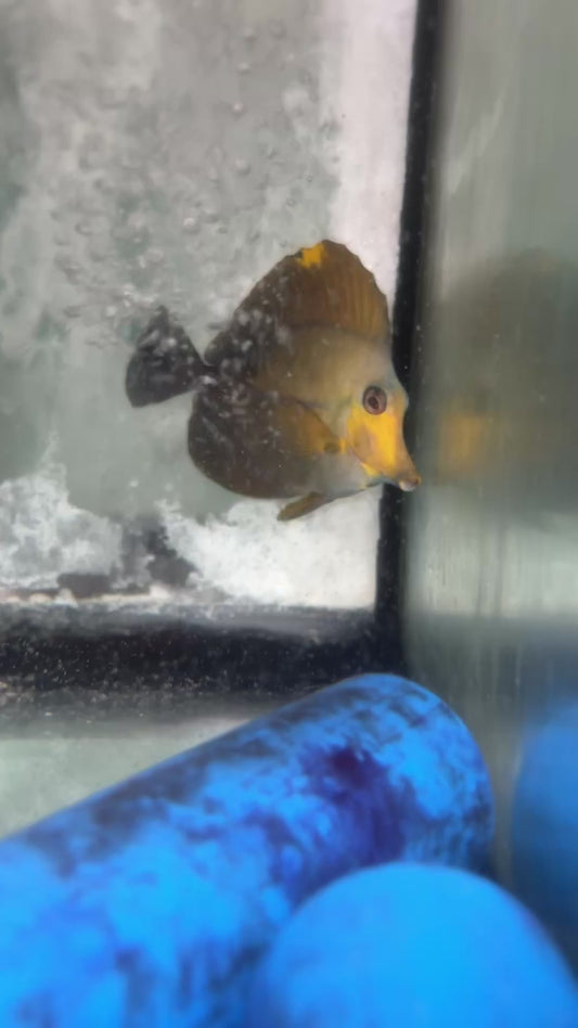 Aberrant koi tang - wysiwyg