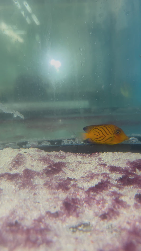 Juvenile Chevron Tang 1.5”