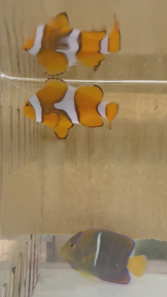 True Percula Clownfish Pair-Solomon Island wysiwyg #3