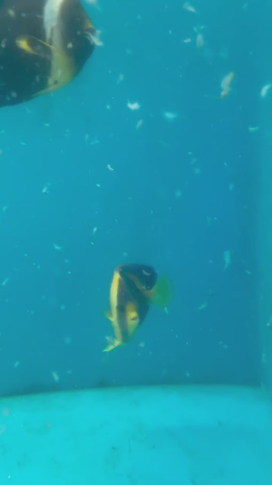 WYSIWYG Angel Fish Combo Pack - Scribbled Angel (F4”) + Personifer (F4”)