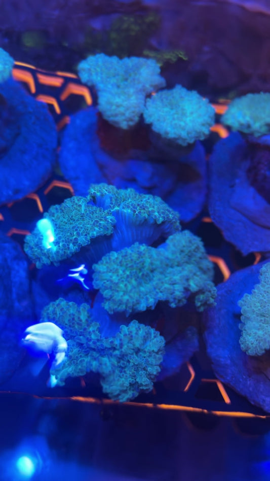 Frogspawn Coral