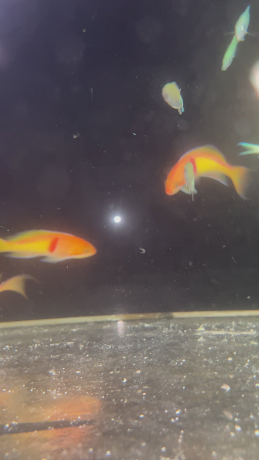 Red Belted Anthias- Pseudanthias rubrizonatus