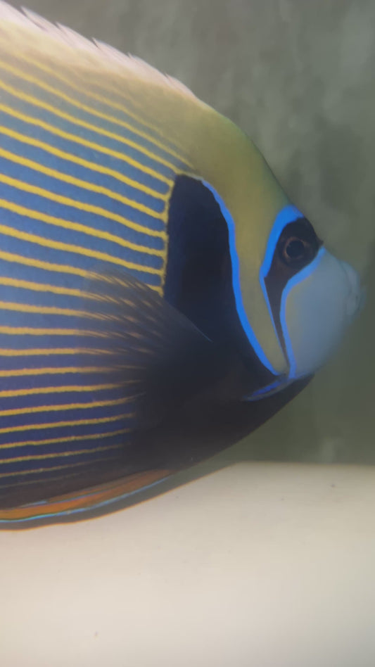 Imperator Angel-8" (Red Sea)