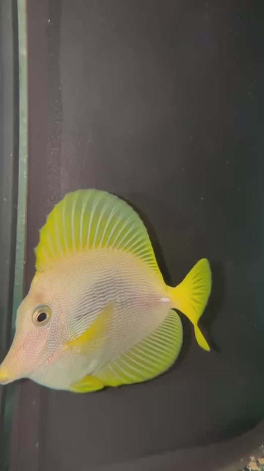 Yurple - Yellow X Purple Hybrid (CB)