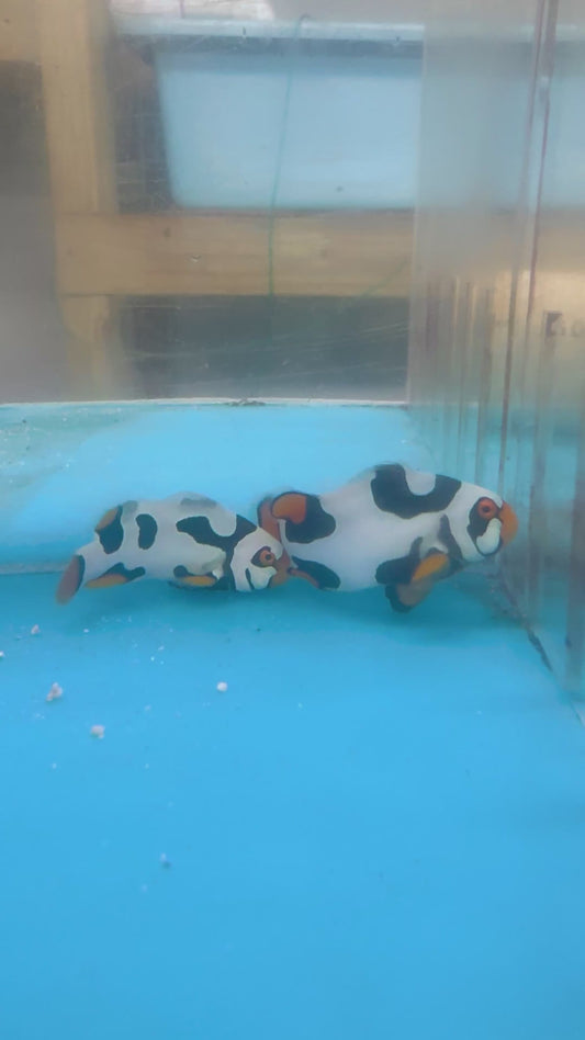 BA Black Helmet Picasso Clownfish PAIR (WYSIWYG #1 )