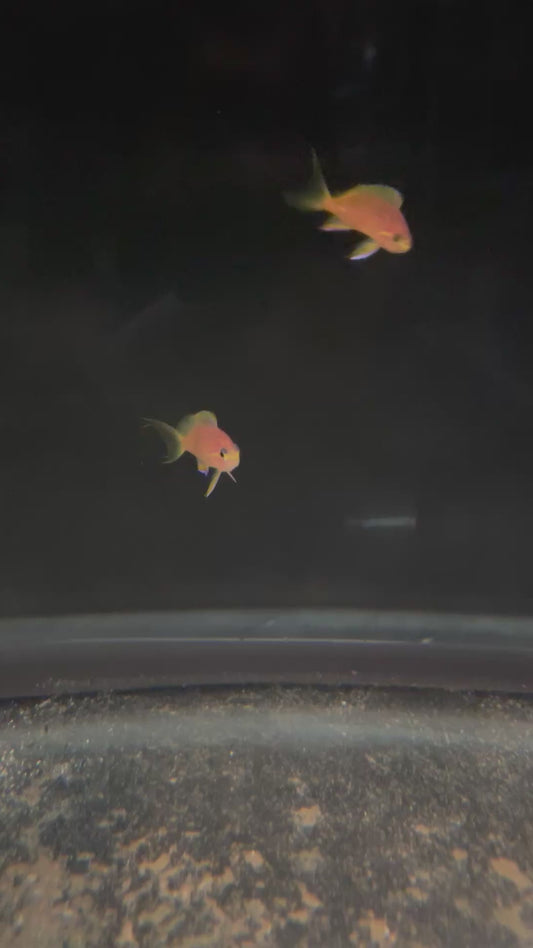 Tosanoides filamentosus (female) EXPERT ONLY