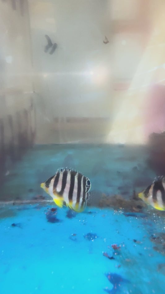 Multi-barred Pygmy Angelfish (1.5" Captive Bred)