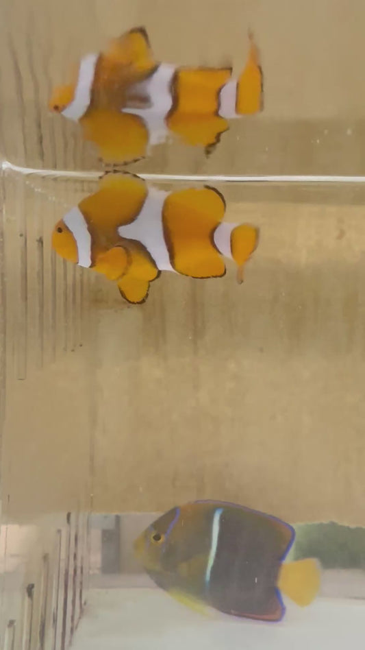 True Percula Clownfish Pair-Solomon Island #3