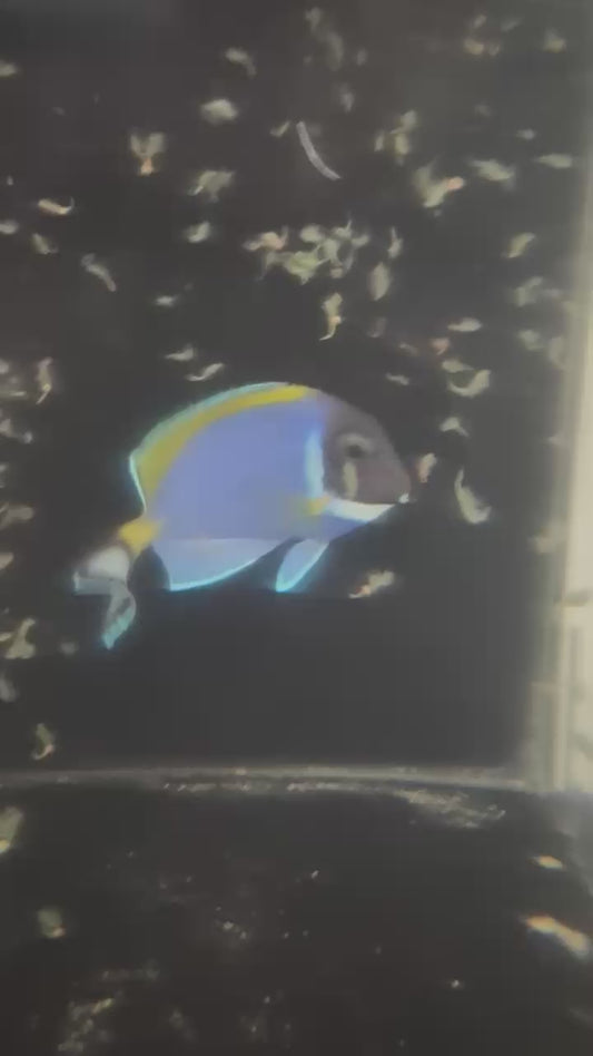 Powder Blue Tang | Acanthurus leucosternon (3.5”) WYSIWYG
