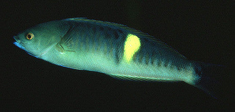 Yellow-Band Wrasse