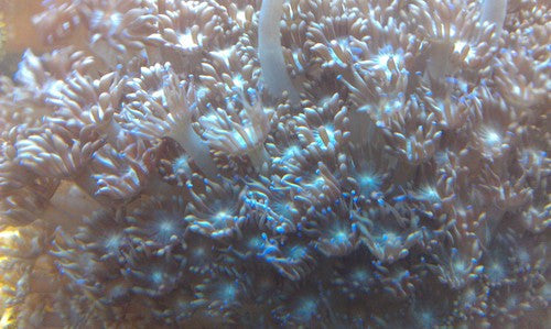 Flower Pot (Goniopora) Coral, Purple, 6"+