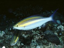 Purple Threadfin Bream