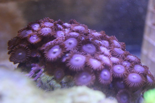 Zooanthid Polyps-Purple-Large (6")
