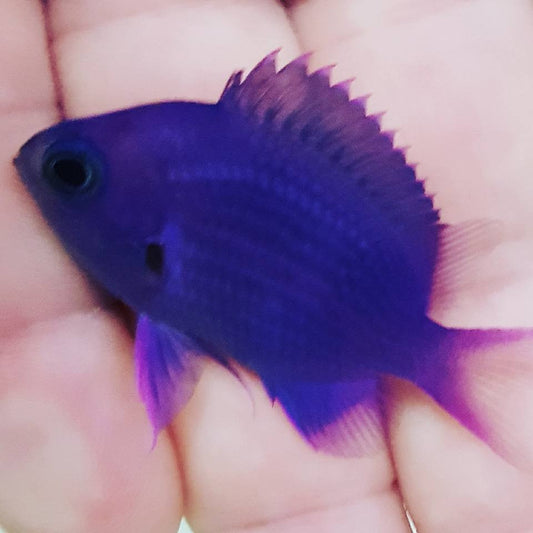 Corazon Purple Chromis (CHROMIS ALBOMACULATA)