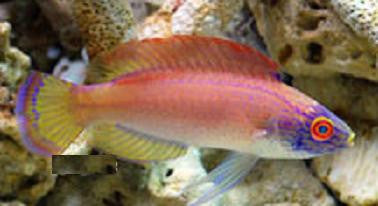 Pylei Fairy Wrasse (3")