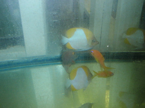 Trio of Yellow Pyramid Butterfly (Hemitaurichthys polylepis) (3-4”)