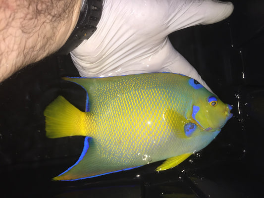 Queen Angelfish | Holacanthus Ciliaris | 6-7”