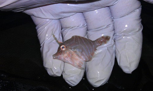 Radial Filefish (Acreichthys radiatus)