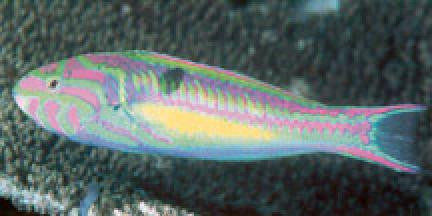 Rainbow Wrasse (West Africa)