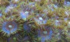 Assorted Grade A Zoos (2" piece, 20+ polyps)