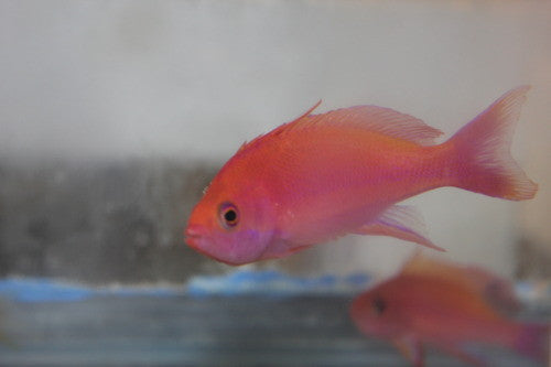Randall's Anthias-PAIR