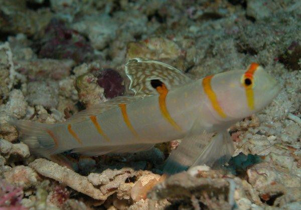 Randall's Shrimp Goby-3"