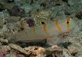 Randall's Shrimp Goby-3"