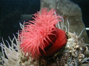 Red Beadlet Anemone