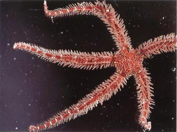 Red Brittle Starfish