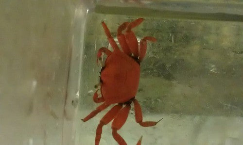 Red Feeder Crabs (5 pc)