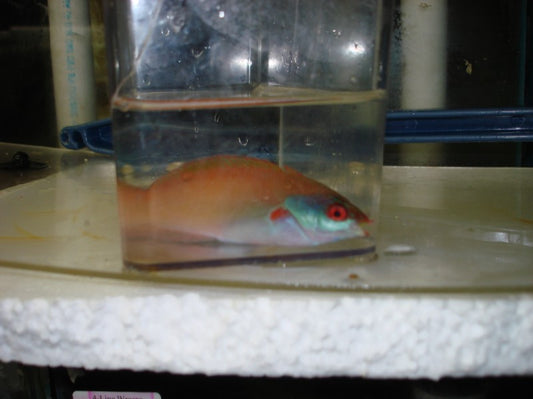 Red Eye Wrasse