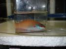 Red Eye Wrasse