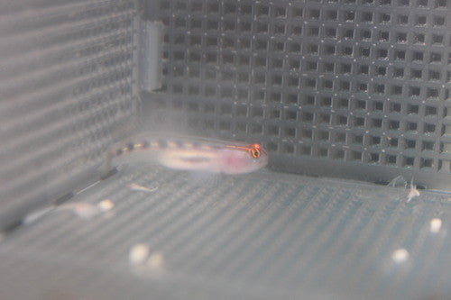 Red Head Goby | Elacatinus Puncticulatus