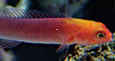 Red Head Elegant Pseudochromis