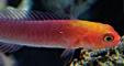 Red Head Elegant Pseudochromis