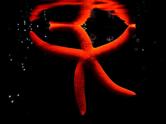 Red Linkia Starfish