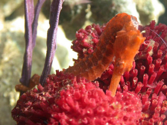 H.Reidi Seahorse (Red)-Captive Bred