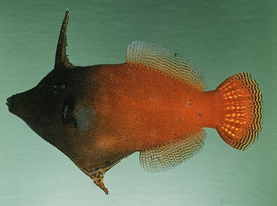 Red Filefish Red Tailed Filefish (4