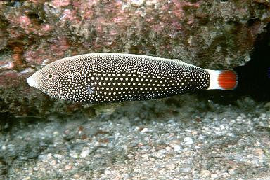 Hawaiian Red Tail Tamarin Wrasse