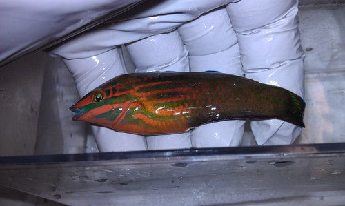 MALE TONGA - Christmas Wrasse