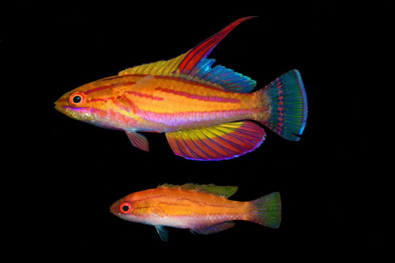 Red Fin Fairy Wrasse (Cirrhilabrus sp)