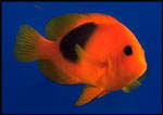 Red Saddleback Clownfish