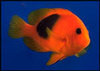 Red Saddleback Clownfish