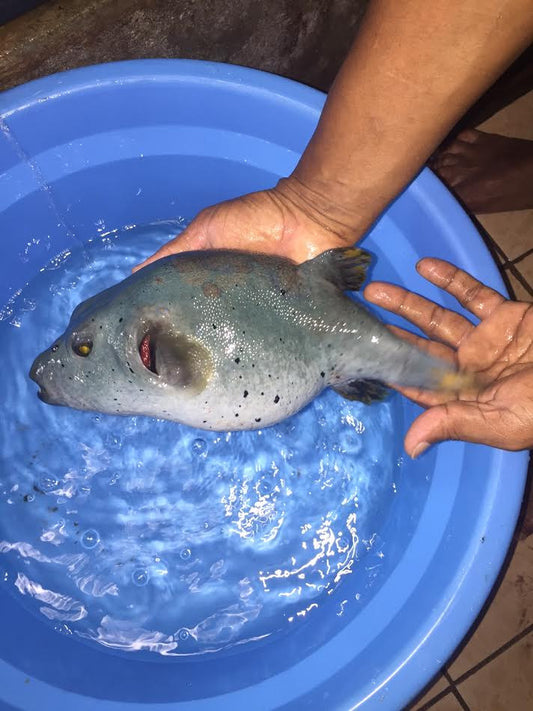 Red Sea Dog Face Puffer (12")