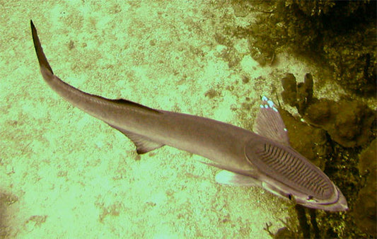 Remora Shark (12")