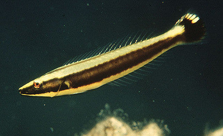Ringed Wrasse-juv