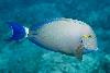 Ring-Tail Tang (Acanthurus blochii)-10"