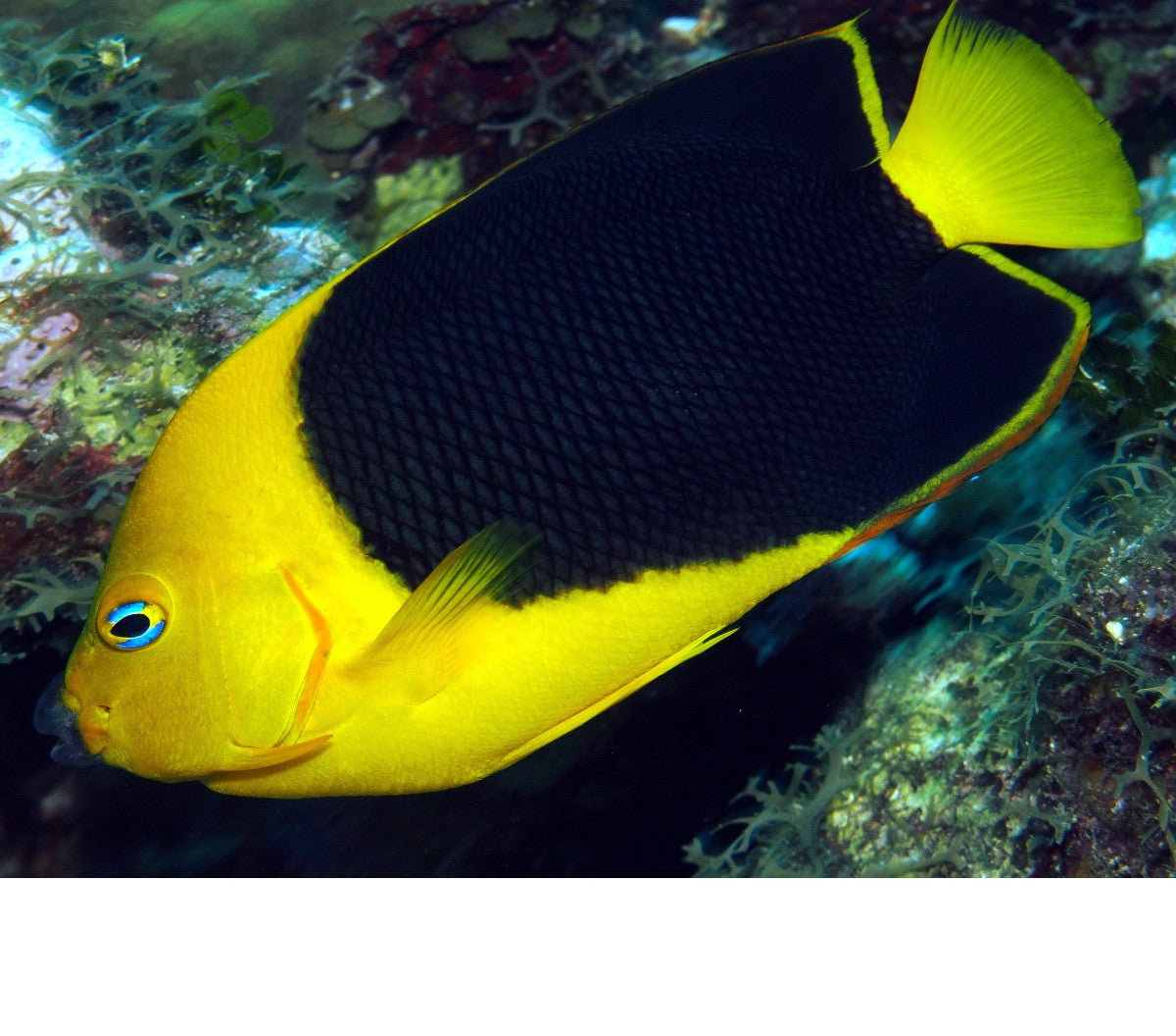 Rock Beauty Angelfish (4")